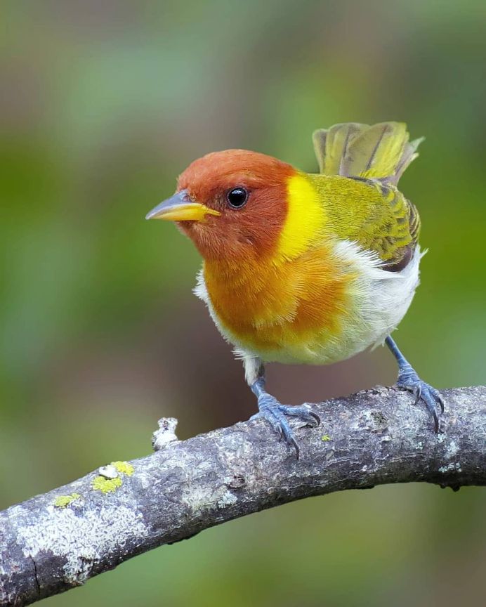 #kings_birds: Beautiful Bird Photography by Celso de Castro