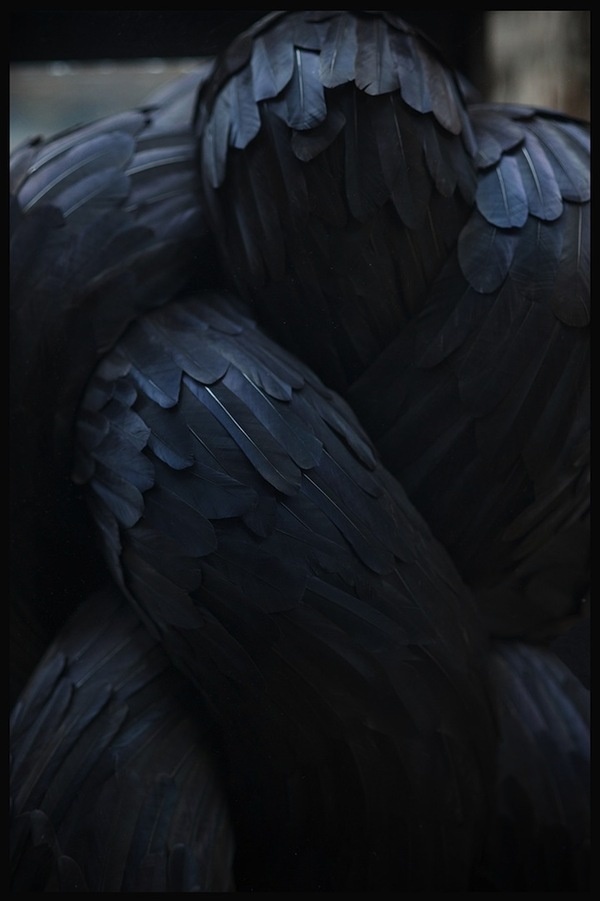 Feather Sculptures #british #sculpture #mccgwire #bird #feathers #art #artist #kate
