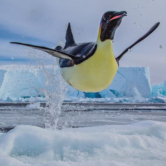 Paul Nicklen Documents The Ice and Wildlife of The Polar Regions