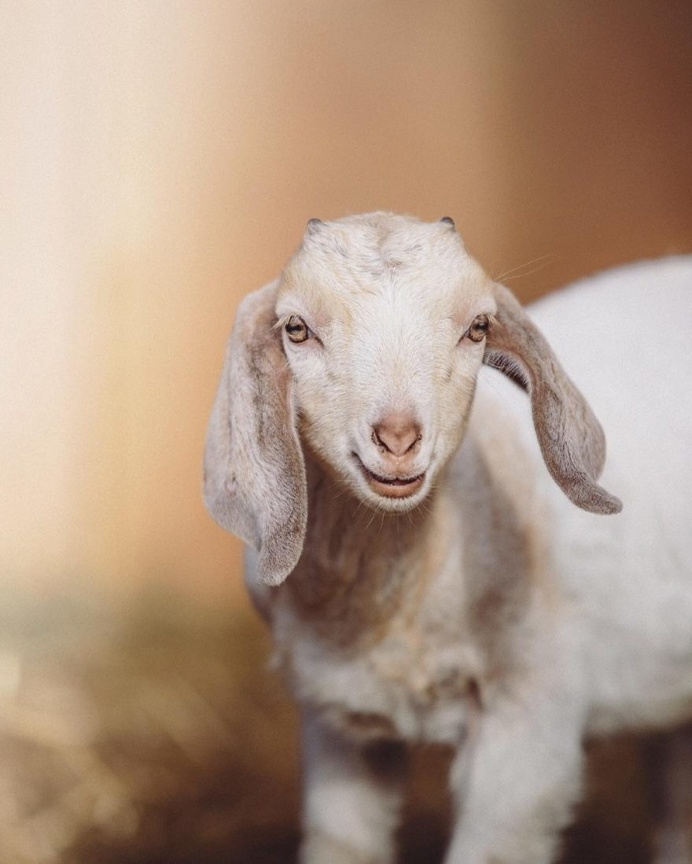 Animal Rights Photography: Sammantha Fisher Captures Amazing Animal Portraits