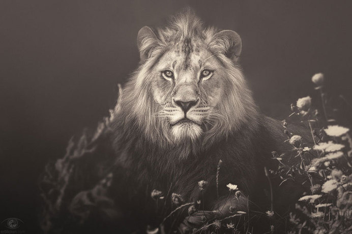 africa-souls-zoo-photography-manuela-kulpa-3 #photography #animals