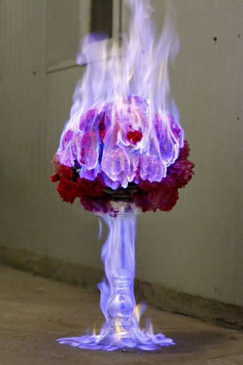 tumblr_maf2hxm1HM1qe31lco1_1280 #photography #love #burn #letter #flower #rose
