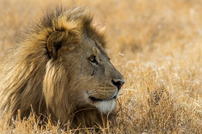 Photograph The king by Axel Haudiquet on 500px #wild #savana #lion #africa #travel #animal #safari