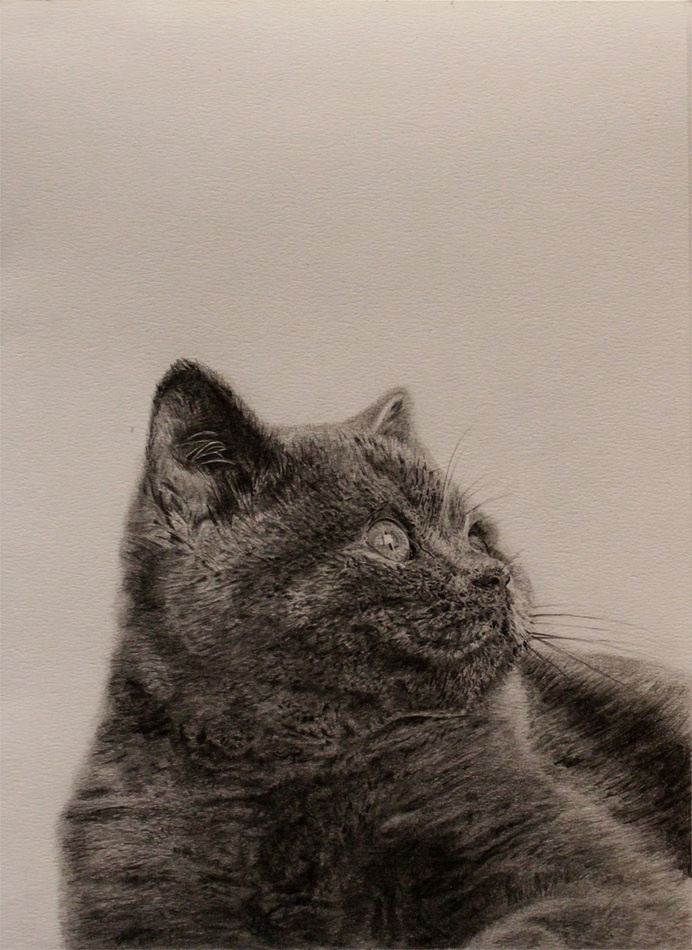 Cat illustration, graphite on paper #white #graphite #cat #black #fur #illustration #and #pencil #drawing