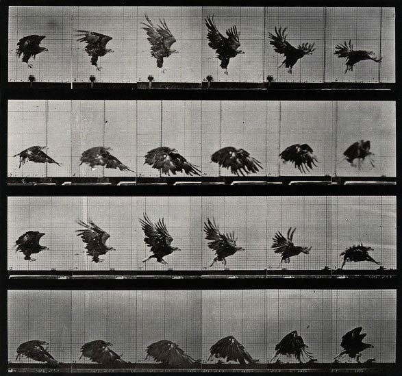 Retronaut Animals and Humans in Motion by Eadweard Muybridge #birds #sequence