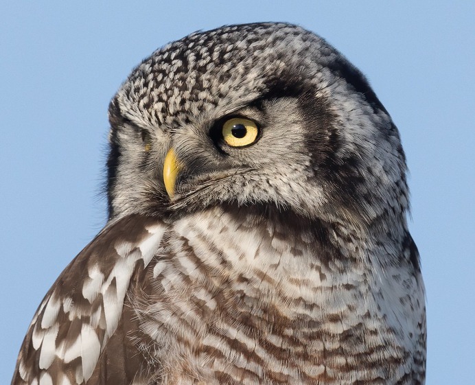 Northern Hawk Owl