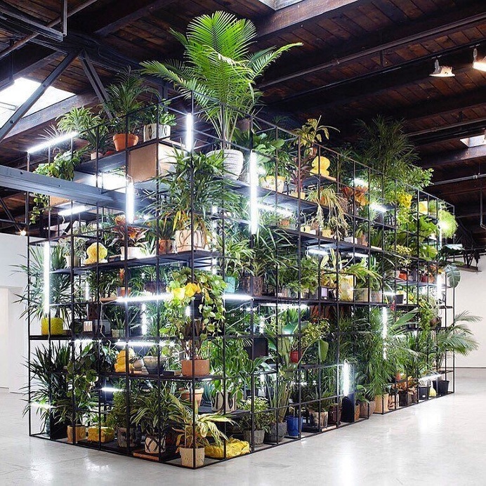 plants