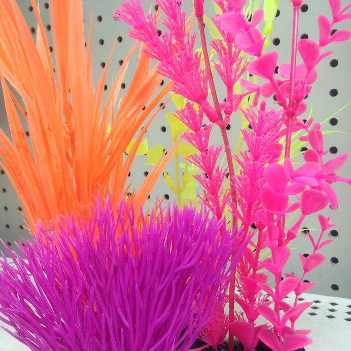 fishes