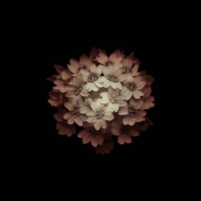 Fine Art Flowers Photography by Viera Babecova