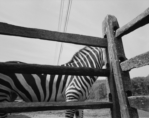 Rory Mulligan | PICDIT #photo #photography #white #black