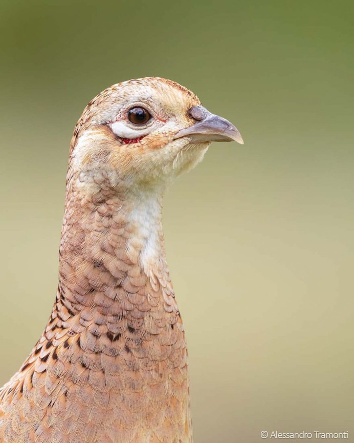 #birdwatching: Wonderful Bird Photography by Alessandro Tramonti