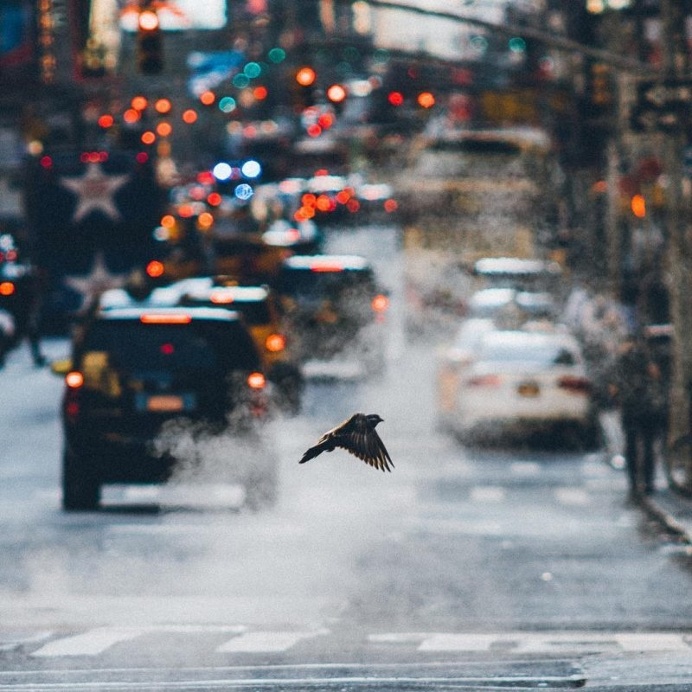 Instagram Star: Dave Krugman