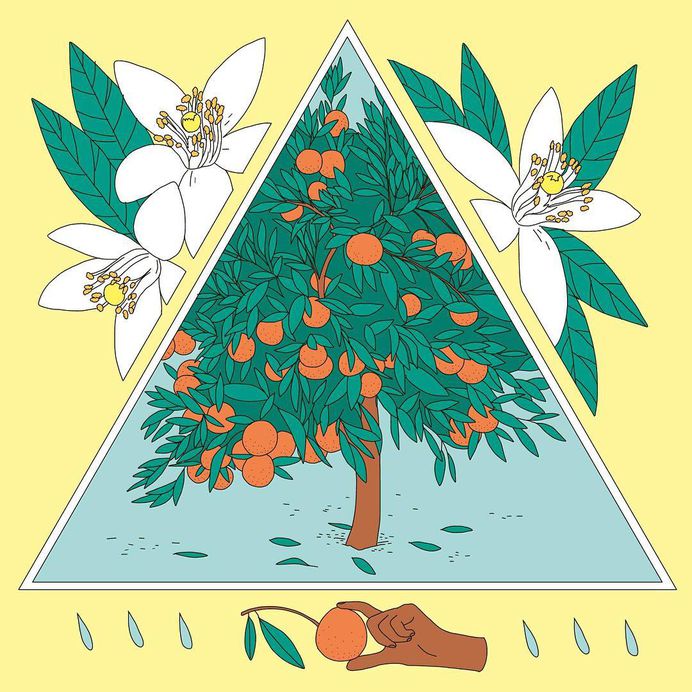 Tangerine tree for this week’s @vraiment_hebdo 🍊 . . #illustration #illustrationoftheday #editorialillustration #vraimenthebdo #tangerinetree #tangerineflowers #botanicalillustration #annawandagogusey