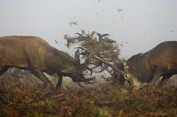 (thingswithantlers: ByÂ thewildlifephotographer) #antlers #deer #stags #clash #photography #fight #animal