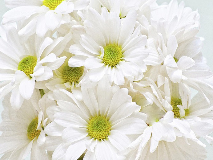 daisy painting & daisy paint by number #painting