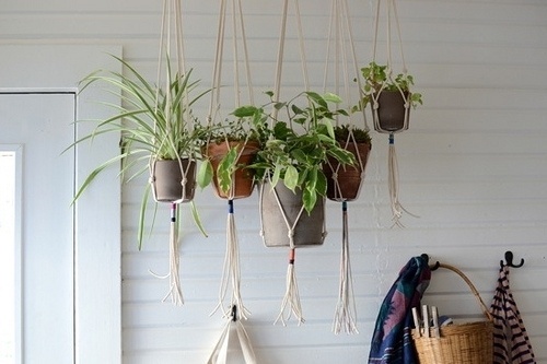 BRICK HOUSE #plants