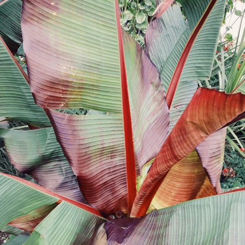 plants