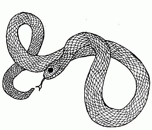 Colbrace.gif (GIF Image, 487 × 418 pixels) #drawing #snake