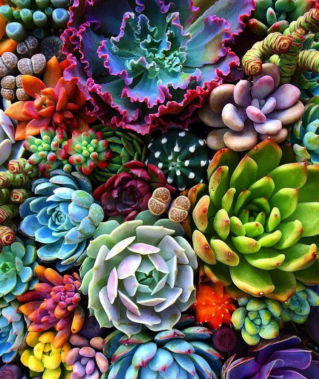 Succulents : pics
