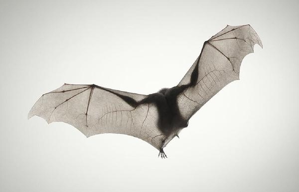 image_20.jpg (1260×811) #flying #bat #translucent