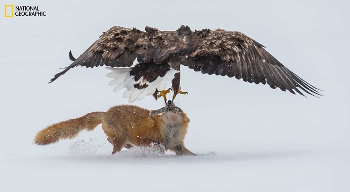 Spectacular Entries From the National Geographic Nature Photographer of the Year 2016