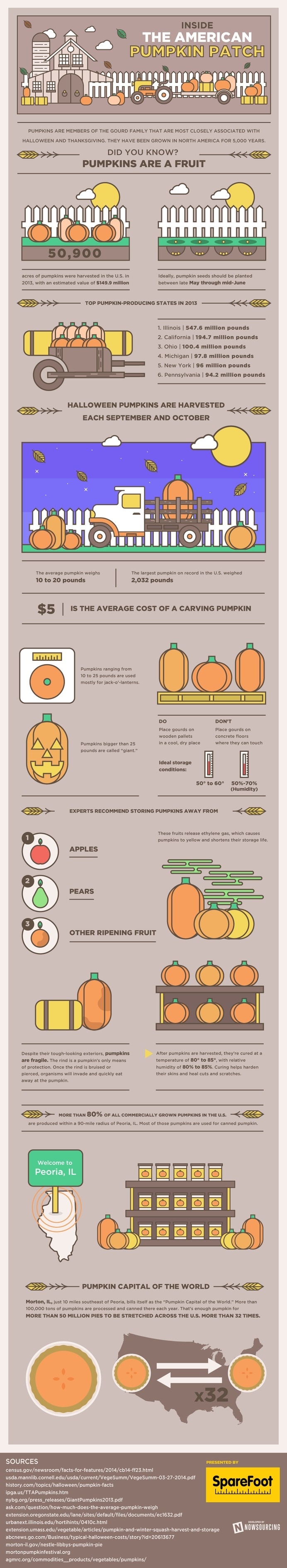 Learn all about pumpkins from this infographic. You might be surprised what a big business they are! #trivia #pumpkin #fall #for #pumpkins