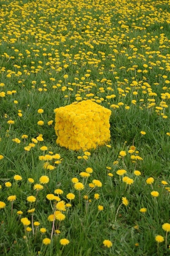 marc pouyet Dandelion