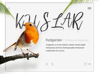 Kuşlar/Birds web design webdesign ux ui minimal website minimalist minimal landing page landing design