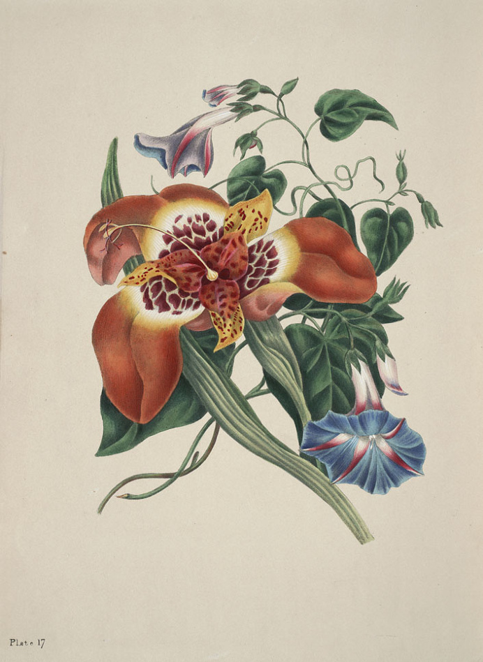 BibliOdyssey