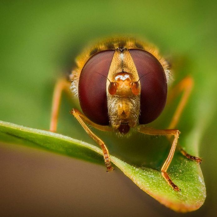 Hover Fly