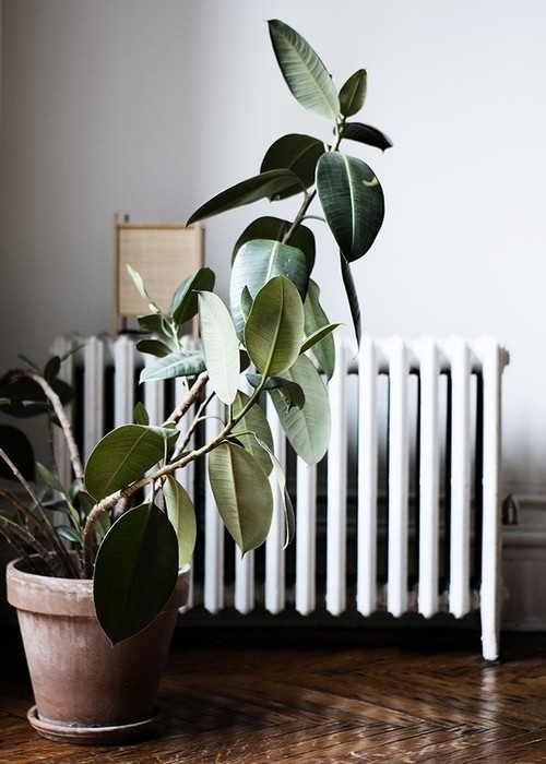Photography(emmas designblogg, viaÂ thistleandthorn) #interior #design