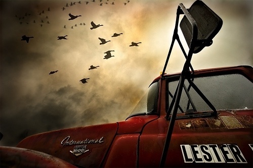 On the 1st of November | Flickr - Photo Sharing! #international #truck #birds #photography #emotive