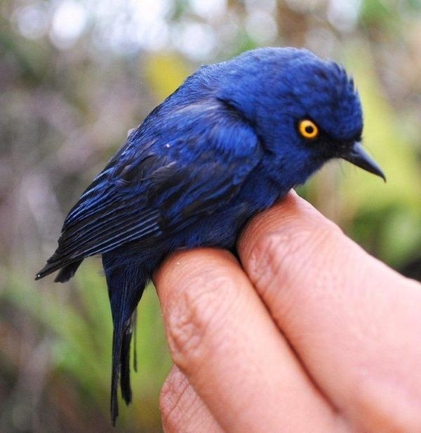 Masked Flowerpiercer #masked #flowerpiercer