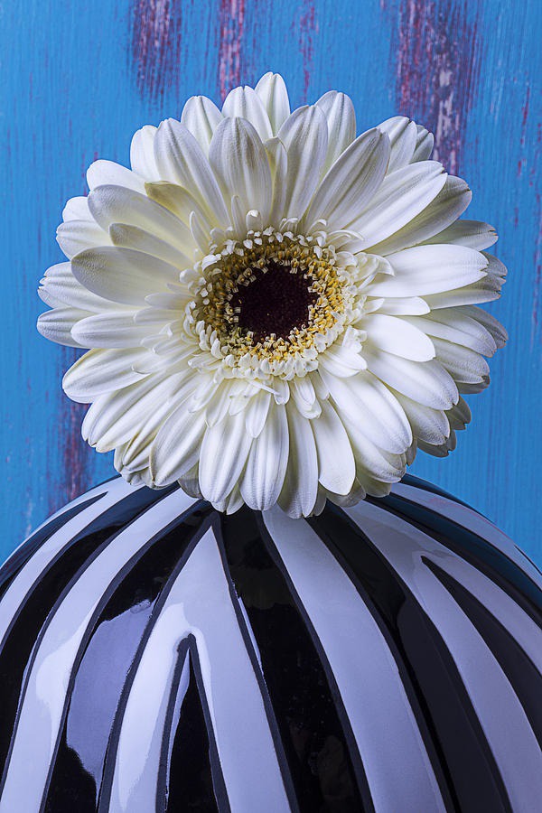 daisy painting & daisy paint by number #painting