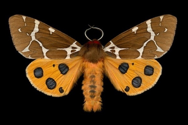 Macro photography: Winged Tapestries by Jim des Riviéres #moth #insect #photography #animal #macro