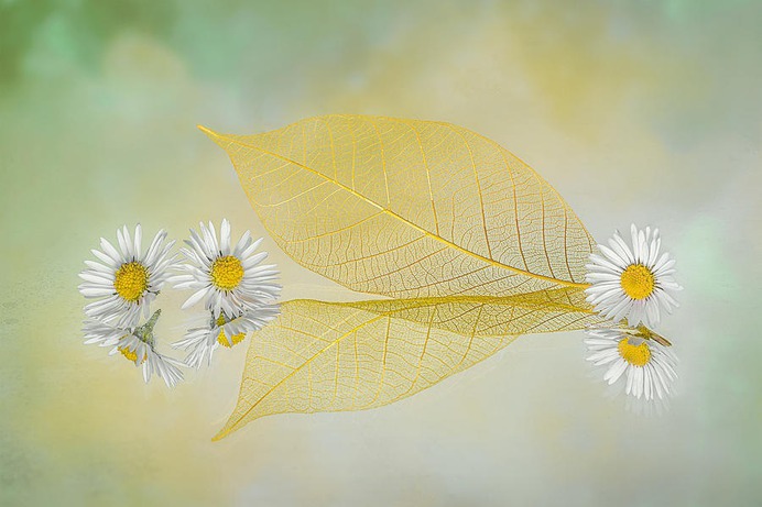 daisy painting & daisy paint by number #painting
