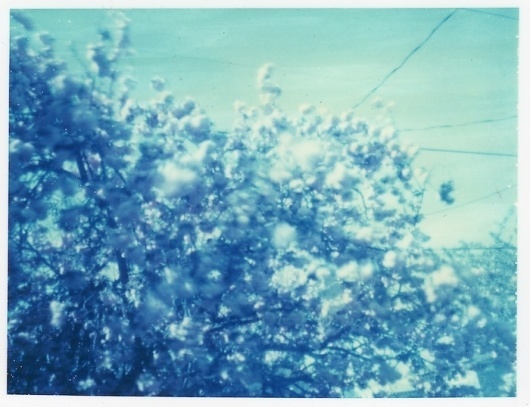 dust breeding » Archives » 402 / blue is (still) beautiful #pinhole #blue #polaroids