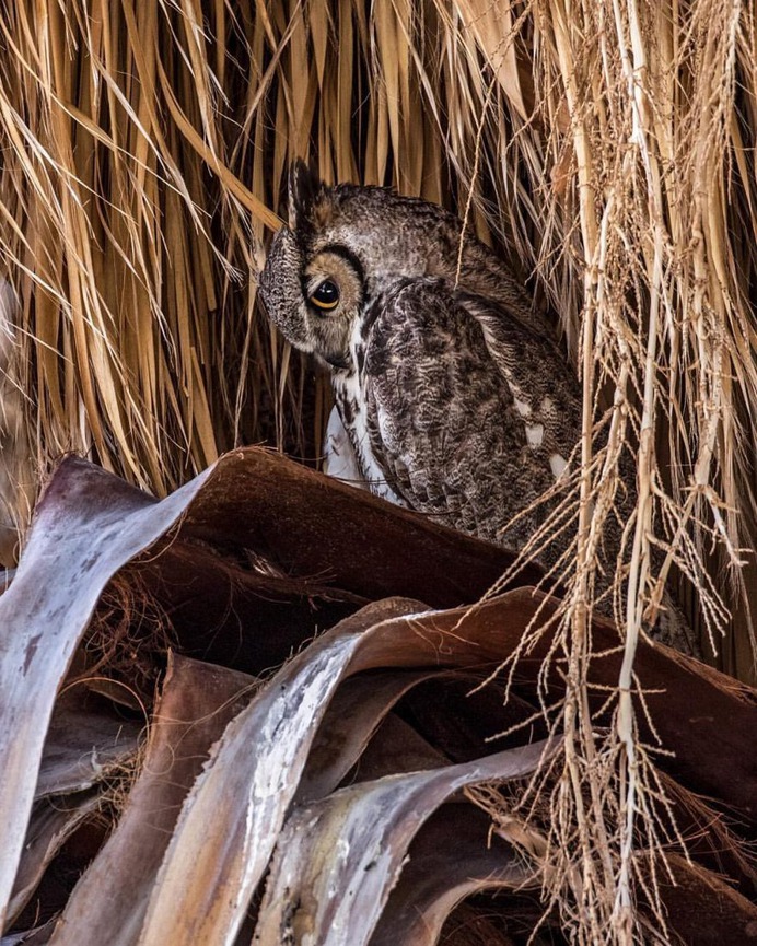 #kings_birds: Wonderful Bird Photography by Liron Gertsman