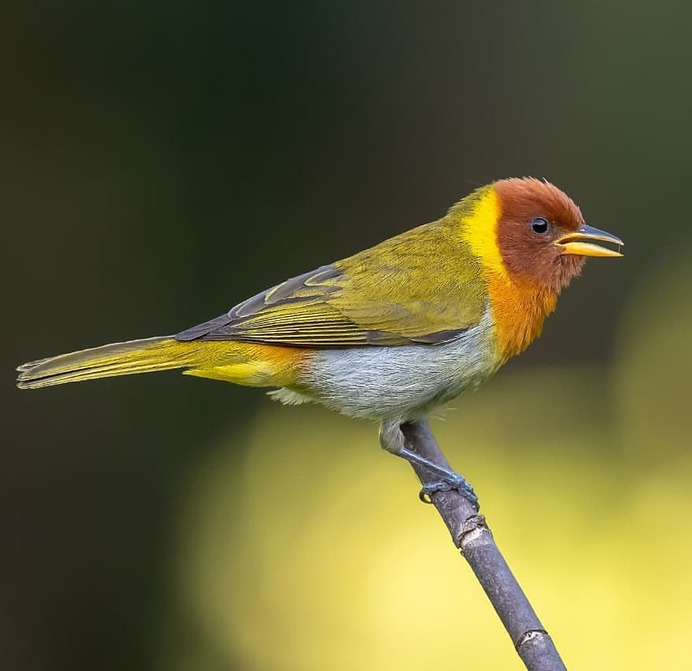 Birds of Brazil: Beautiful Bird Photography by Hudson Martins