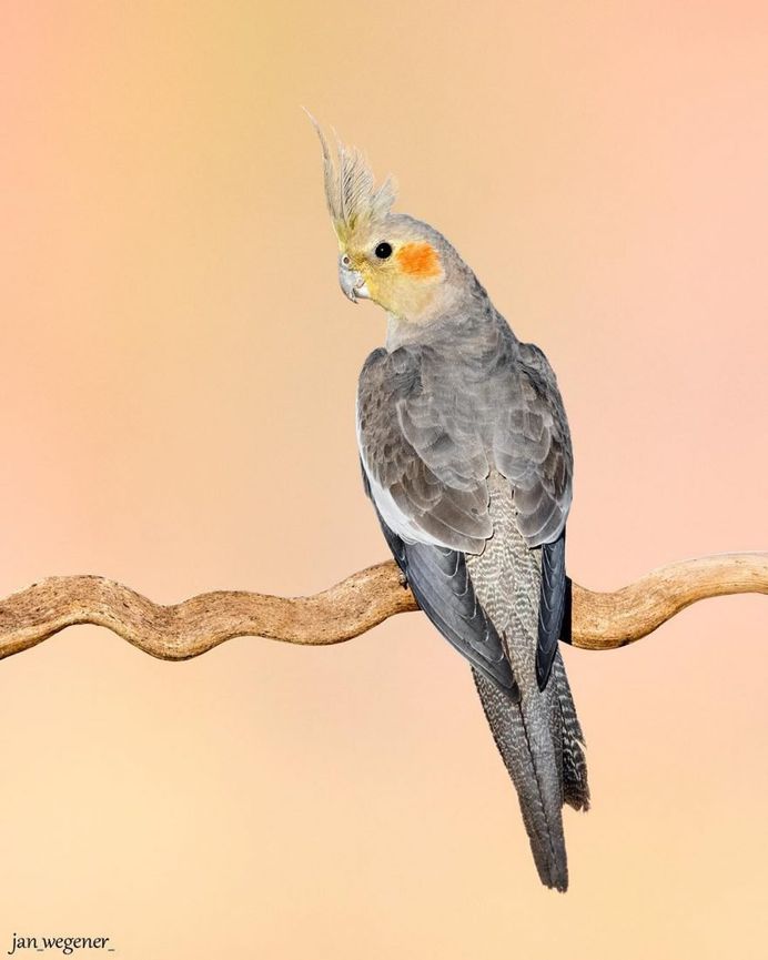 #birdsofaustralia: Adorable Bird Photography by Jan Wegener