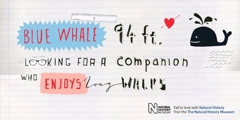Jane Bowyer Design #whale #illustration #drawn #type #hand
