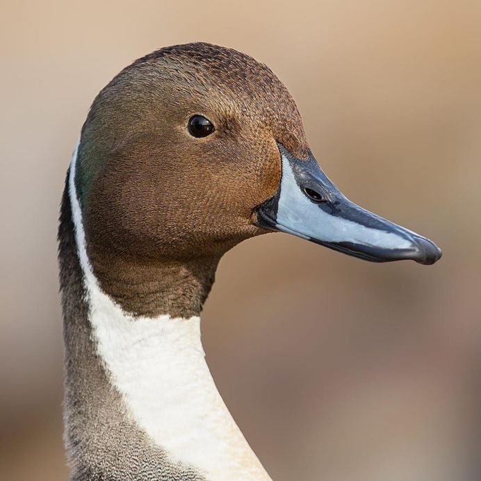 Northern Pintail