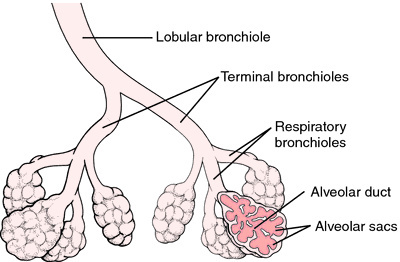 #bronchiole #organic #diagram