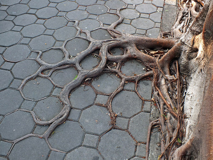 tree-roots-concrete-pavement-18 #root #photography #tree
