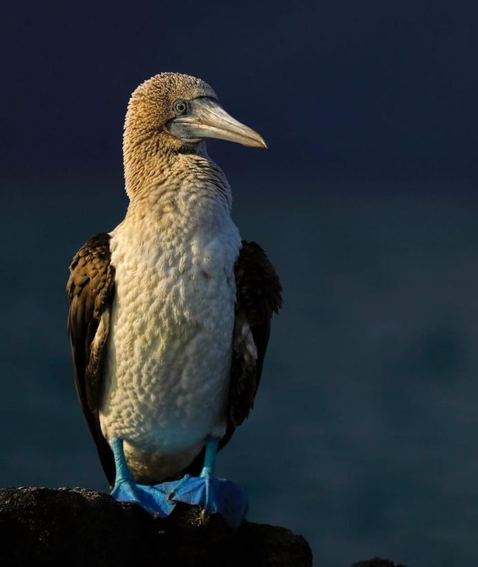 Spectacular Wildlife Animals Portraits by Andy Rouse