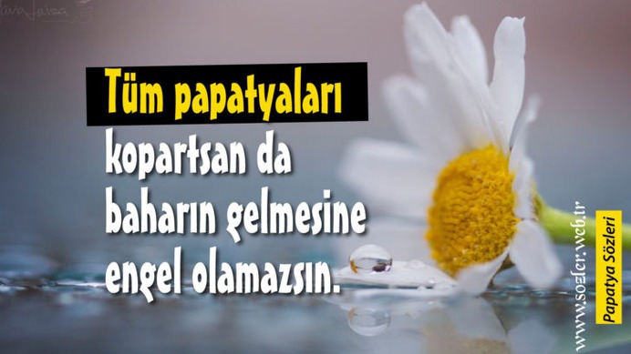 Papatya sözleri / Papatya ile ilgili sözler / papatya resimli sözleri
