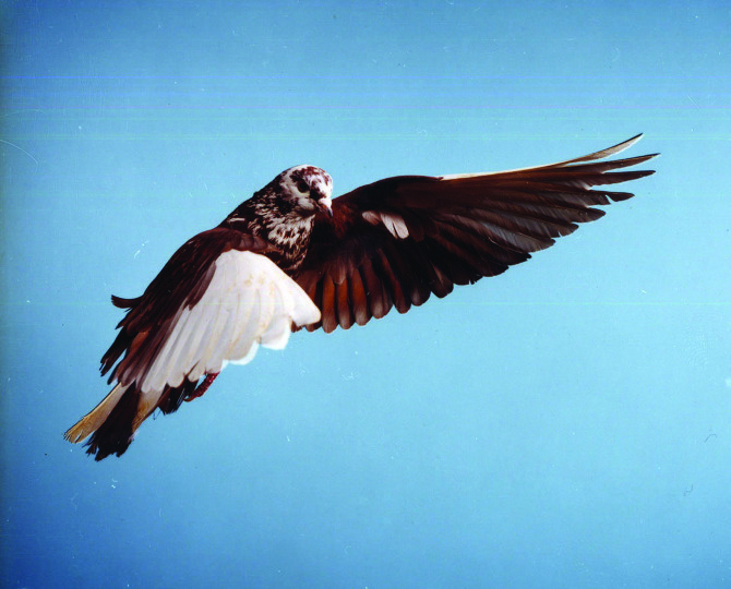 Roe Ethridge - FlatSurface - Contemporary art blog #bird
