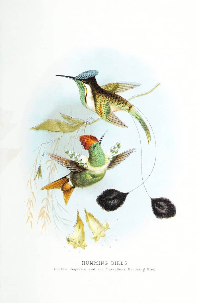 dibujo de pajaros en descarga gratuita