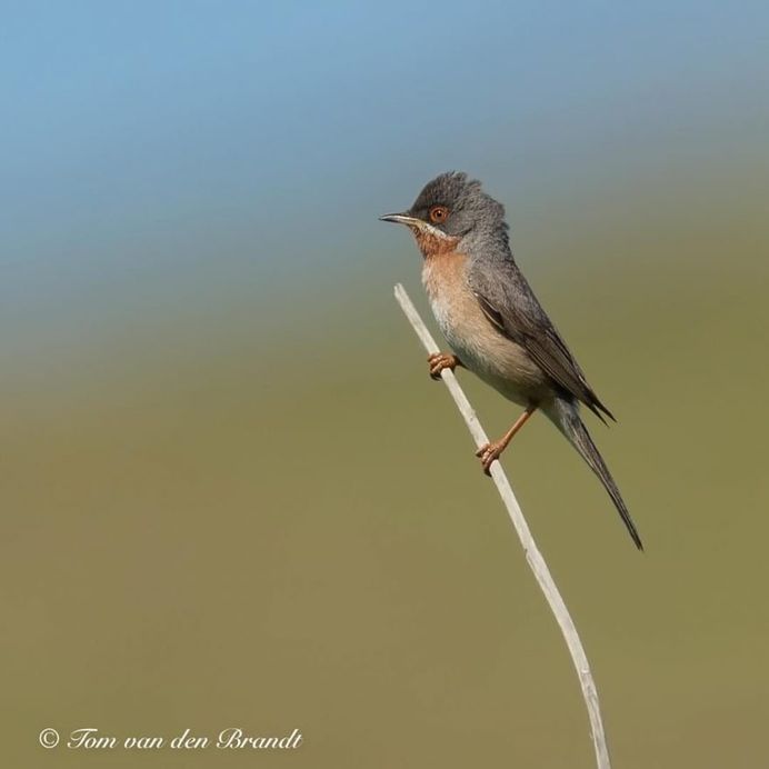 #eye_spy_birds: Brilliant Birds Photography by Tom van den Brandt