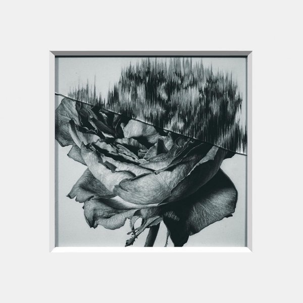 Taisuke Mohri | PICDIT